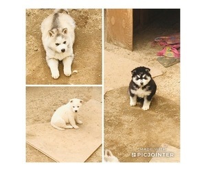 Siberian Husky Puppy for sale in LEMMON VALLEY, NV, USA