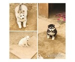 Small Photo #1 Siberian Husky Puppy For Sale in LEMMON VALLEY, NV, USA