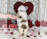Small Photo #4 YorkiePoo Puppy For Sale in MORRIS CHAPEL, TN, USA