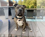 Small #1 American Bulldog Mix