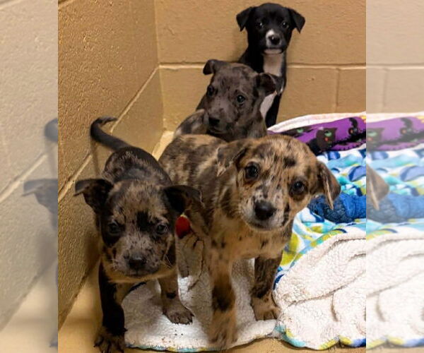 Medium Photo #4 Catahoula Leopard Dog-Unknown Mix Puppy For Sale in Rockaway, NJ, USA