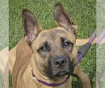 Small German Shepherd Dog Mix