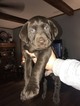 Small Photo #10 Labrador Retriever Puppy For Sale in LEES SUMMIT, MO, USA