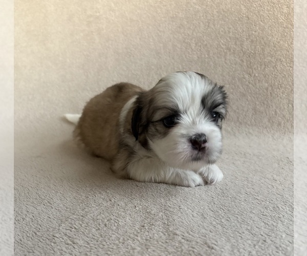Medium Photo #2 Lhasa Apso Puppy For Sale in GIBSONTON, FL, USA