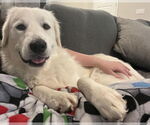 Small #5 Great Pyrenees