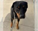 Small Rottweiler Mix