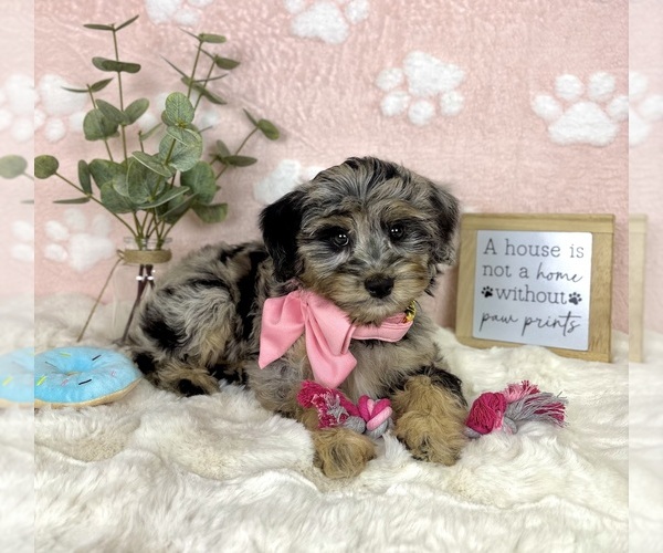 Medium Photo #3 Bernedoodle (Miniature) Puppy For Sale in NOBLESVILLE, IN, USA