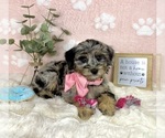 Small #2 Bernedoodle (Miniature)