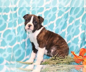 Boxer Puppy for sale in SHILOH, OH, USA