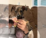 Small #10 Mutt