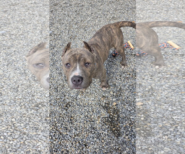 Medium Photo #3 American Pit Bull Terrier-Unknown Mix Puppy For Sale in Rockaway, NJ, USA