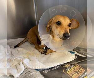 Dachshund Dogs for adoption in San Antonio, TX, USA