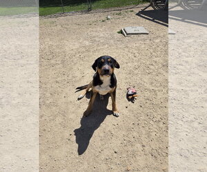 Mutt Dogs for adoption in Maquoketa, IA, USA
