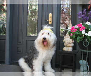 Old English Sheepdog Puppy for Sale in NEVADA CITY, California USA