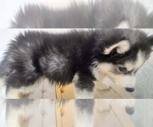 Siberian Husky Puppy for sale in Calamba, Calabarzon, Philippines