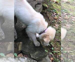 Mutt Puppy for sale in MOUNT VERNON, IL, USA