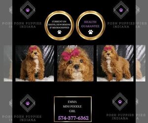 Poodle (Toy) Puppy for sale in WARSAW, IN, USA
