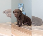 Small #4 Labrador Retriever