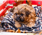 Small #1 Shorkie Tzu