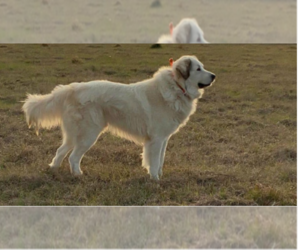 Father of the Great Pyrenees puppies born on 02/20/2023