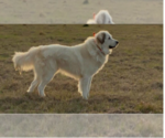 Small Photo #1 Great Pyrenees Puppy For Sale in SEALY, TX, USA