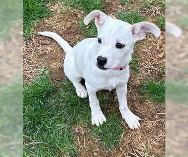 Medium Photo #15 American Pit Bull Terrier-Unknown Mix Puppy For Sale in New York, NY, USA