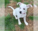Small #14 American Pit Bull Terrier Mix