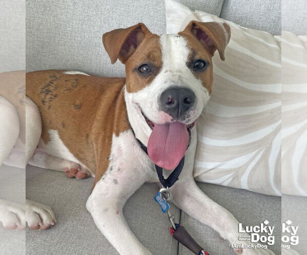 Medium Photo #5 Boxer-Unknown Mix Puppy For Sale in Washington, DC, USA