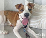 Small #4 Boxer Mix