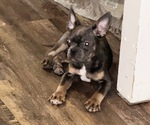Puppy 1 Faux Frenchbo Bulldog-Unknown Mix