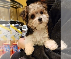 Biewer Terrier-Maltese Mix Puppy for sale in CLACKAMAS, OR, USA