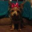 Small Photo #1 Yorkshire Terrier Puppy For Sale in HUDDLESTON, VA, USA