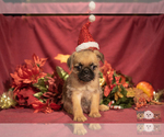 Small Photo #2 Brug Puppy For Sale in SAFFORD, AZ, USA