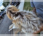 Puppy Mocha Aussiedoodle Miniature 