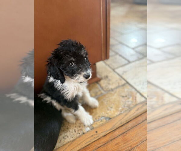 Medium Photo #1 Beagle-Unknown Mix Puppy For Sale in Springdale, PA, USA