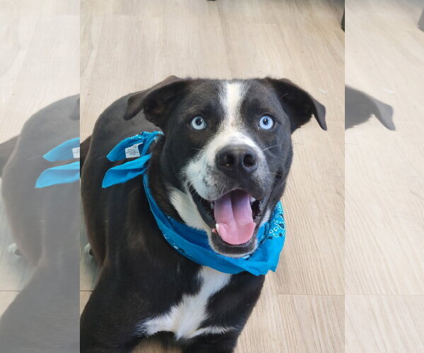 Medium Photo #4 Border Collie Puppy For Sale in Mt. Laurel, NJ, USA