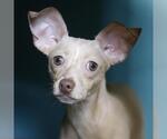 Small Chihuahua Mix