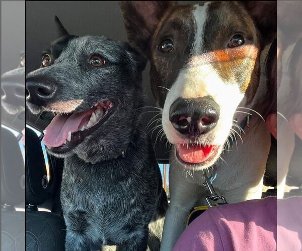 Medium Photo #3 Mutt Puppy For Sale in Hayward, CA, USA