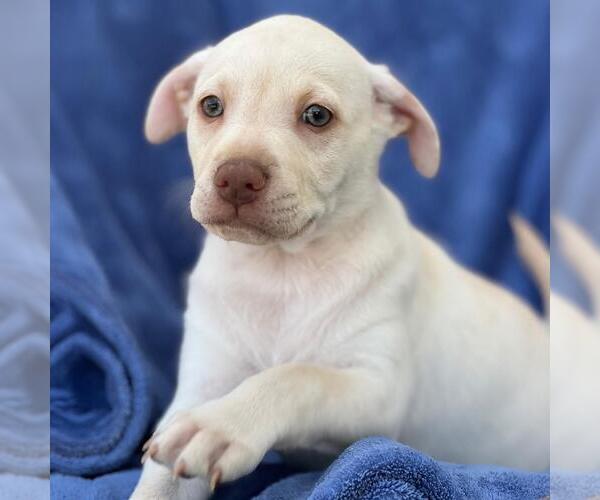 Medium Photo #2 Labrador Retriever-Unknown Mix Puppy For Sale in San Diego, CA, USA