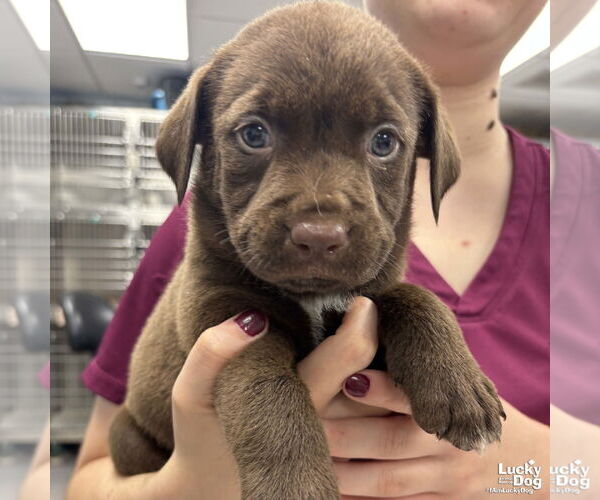 Medium Photo #1 Labrador Retriever-Retriever  Mix Puppy For Sale in Washington, DC, USA