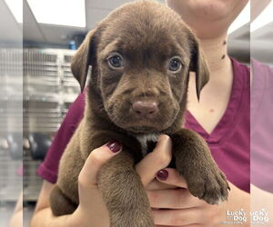 Labrador Retriever-Retriever Mix Dogs for adoption in Washington, DC, USA