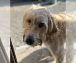 Small Photo #1 Pyredoodle Puppy For Sale in PRESCOTT, WA, USA