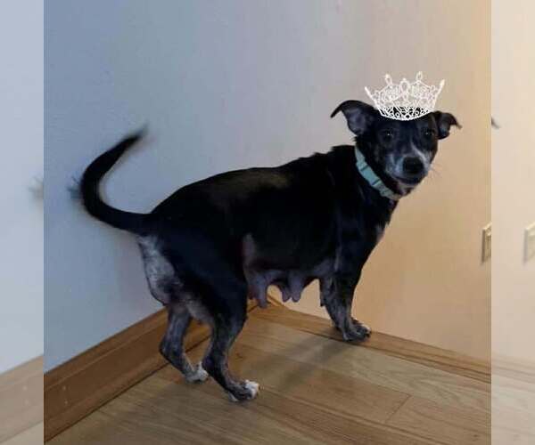 Medium Photo #3 Dachshund-Unknown Mix Puppy For Sale in Springdale, PA, USA