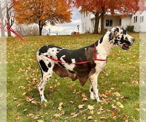 Mother of the Great Dane puppies born on 06/15/2025