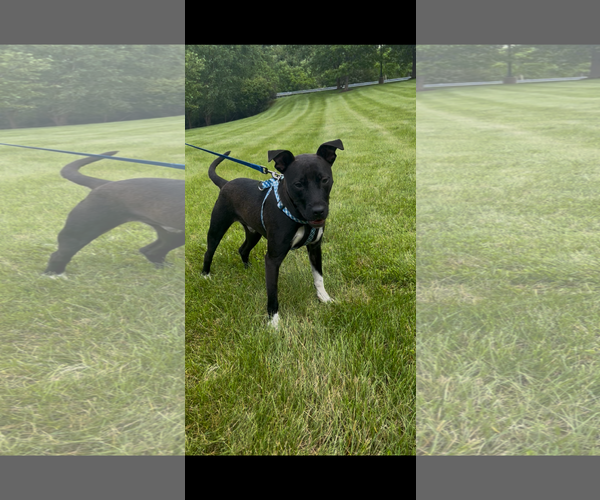 Medium Photo #2 Labrador Retriever-Unknown Mix Puppy For Sale in Tarrytown, GA, USA