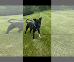 Small #1 Labrador Retriever Mix