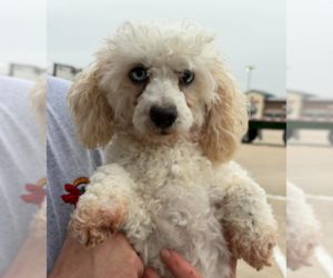 Poodle (Miniature)-Unknown Mix Dogs for adoption in Cranston, RI, USA