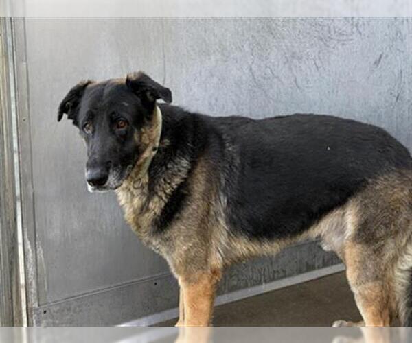 Medium Photo #1 German Shepherd Dog Puppy For Sale in Camarillo, CA, USA