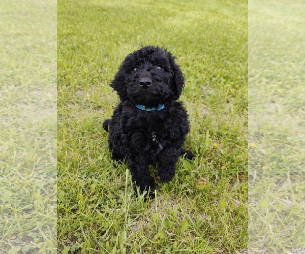 Medium Photo #2 Goldendoodle Puppy For Sale in St. Louis Park, MN, USA