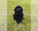 Small #1 Goldendoodle